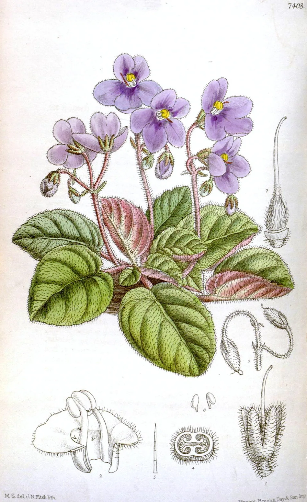 African Violet