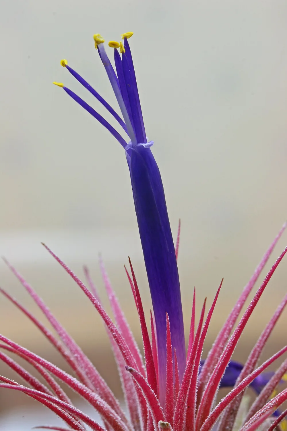 Air Plant