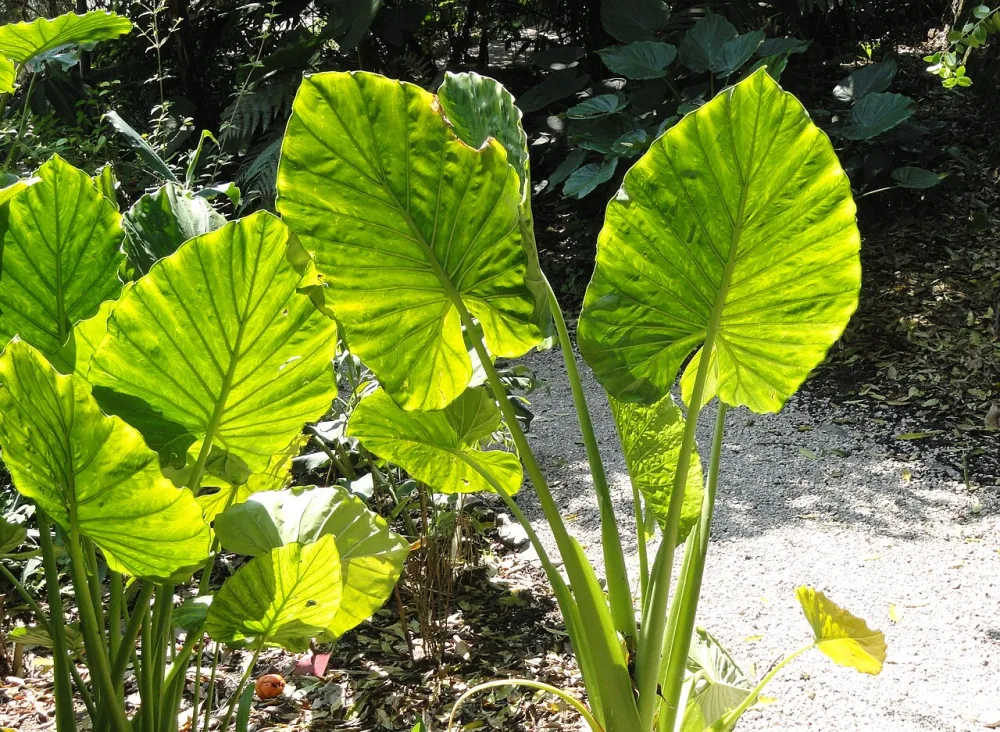 Alocasia Polly