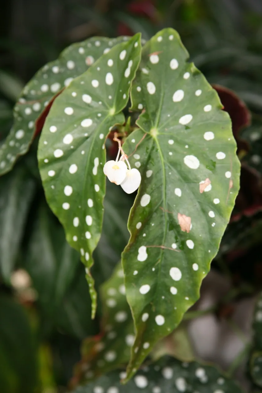 Begonia Maculata