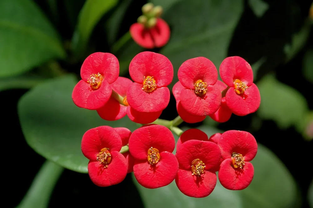 Crown of Thorns