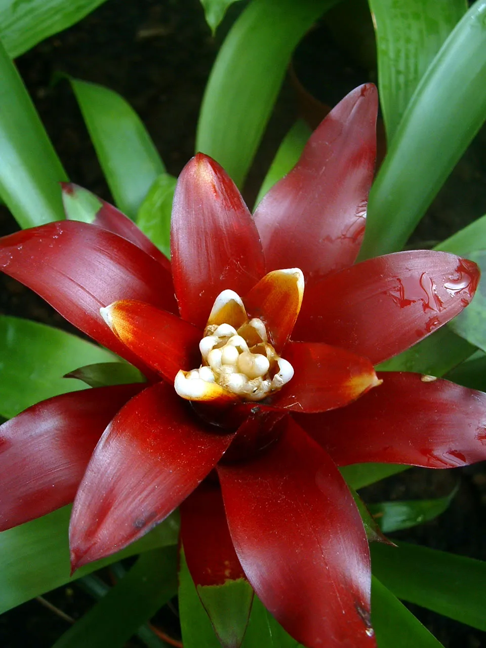 Guzmania Bromeliad