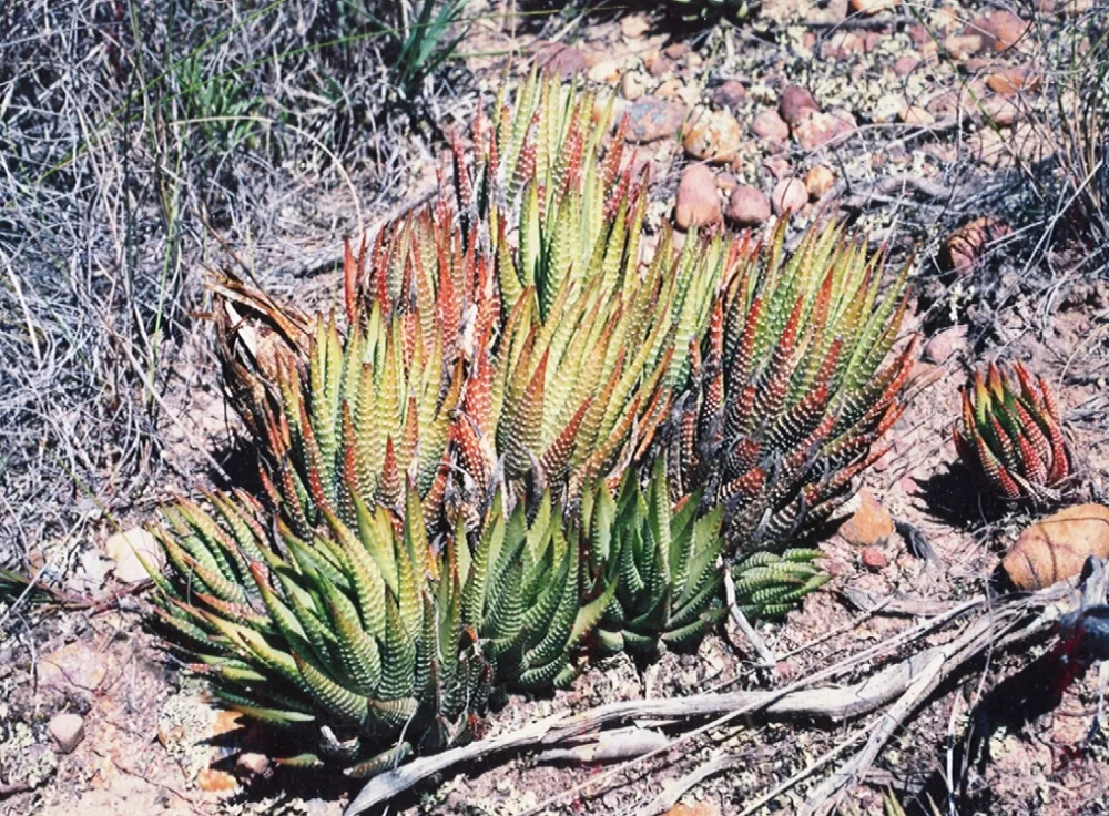 Haworthia