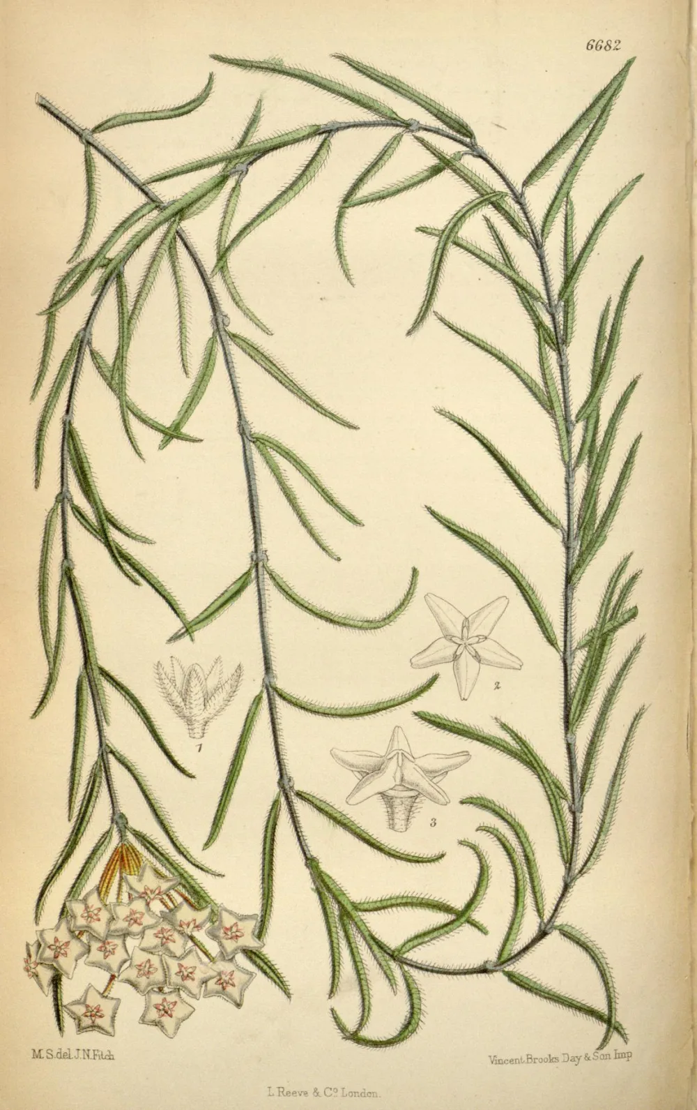 Hoya Linearis