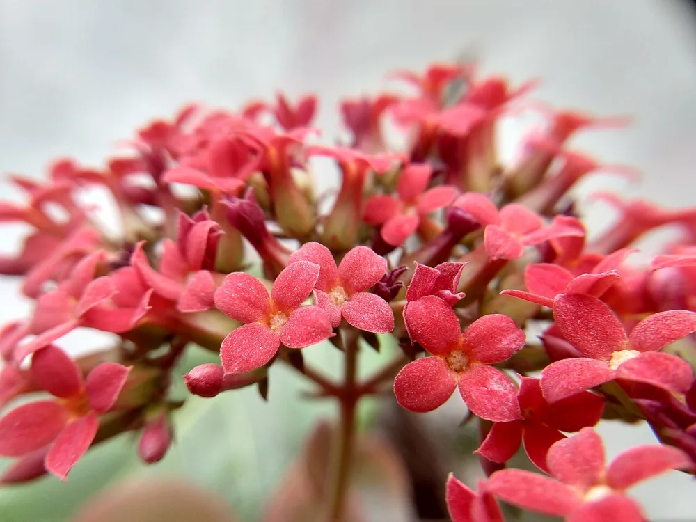 Kalanchoe