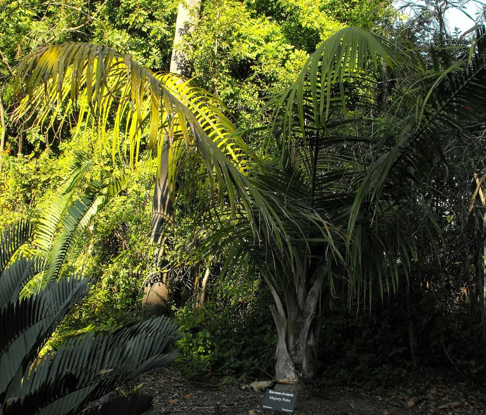 Majesty Palm
