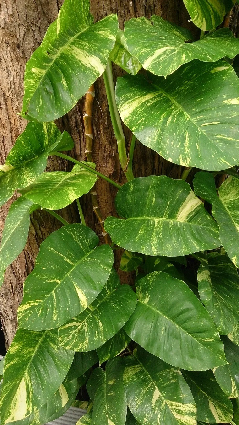 Marble Queen Pothos