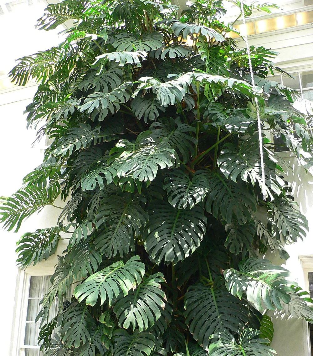 Monstera