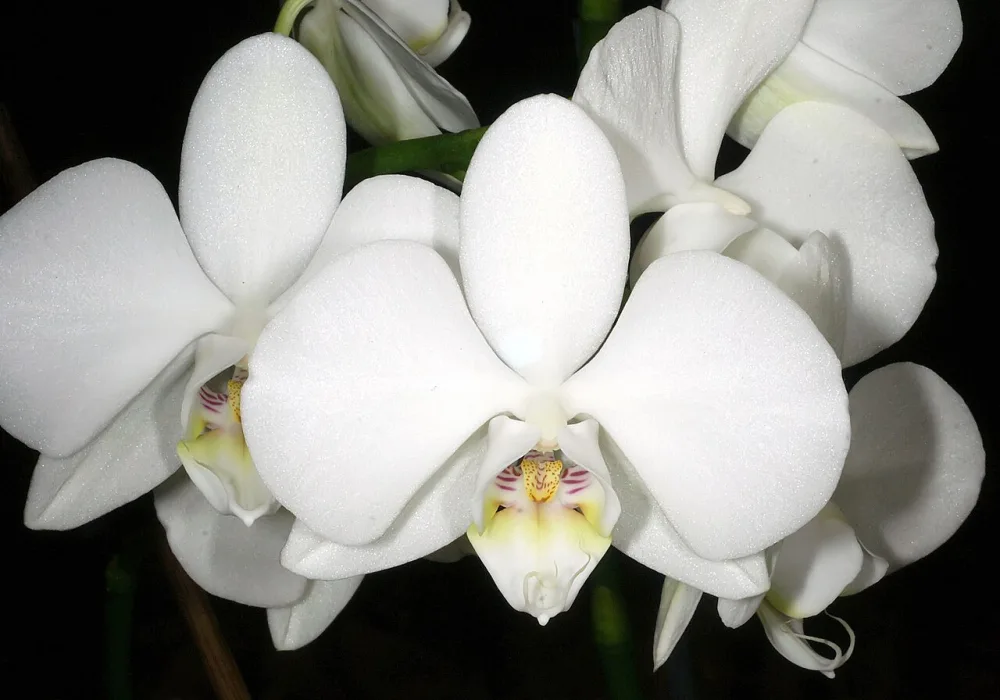 Moth Orchid
