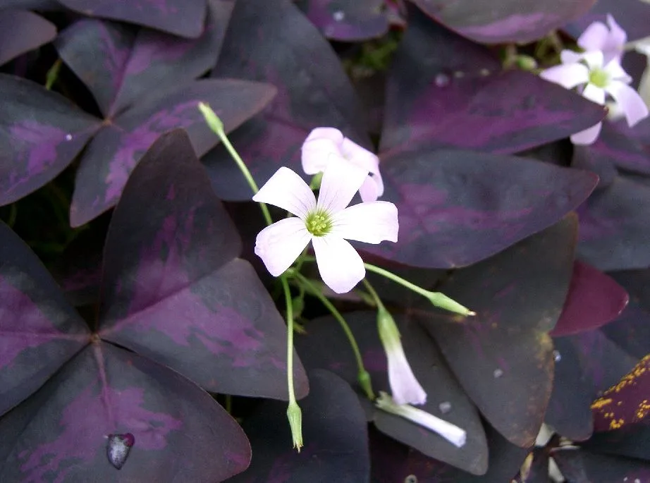 Oxalis Triangularis