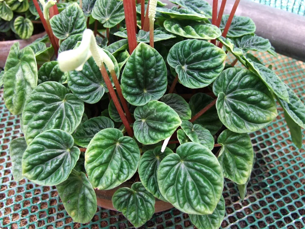Peperomia Rosso