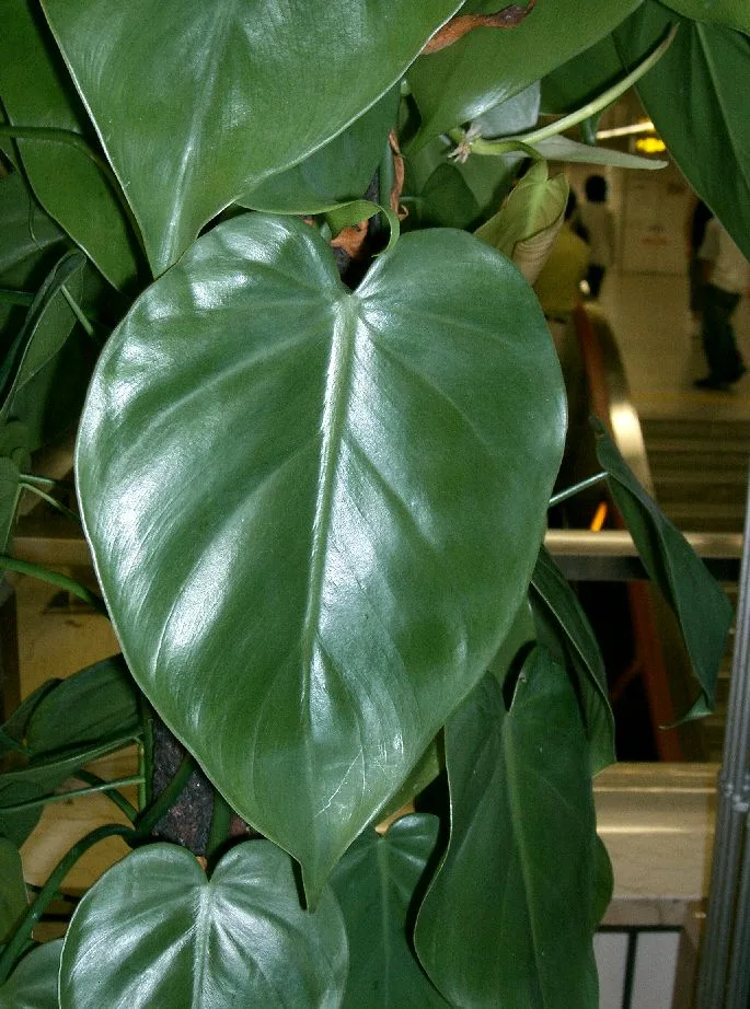 Philodendron Micans
