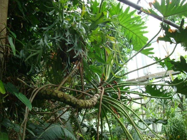 Philodendron Selloum