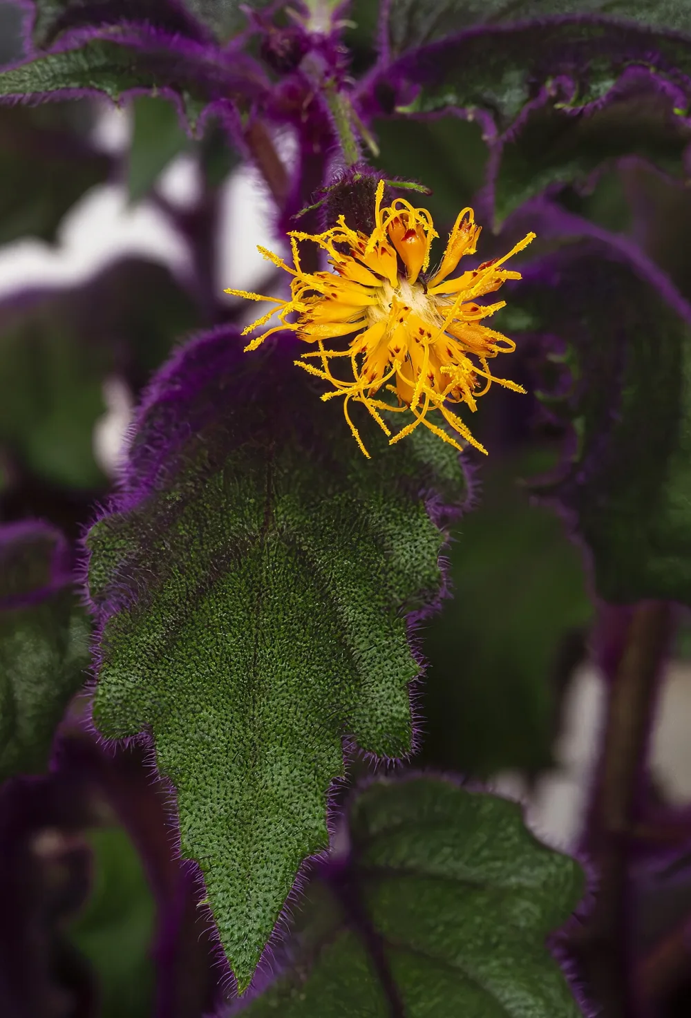 Purple Passion Plant
