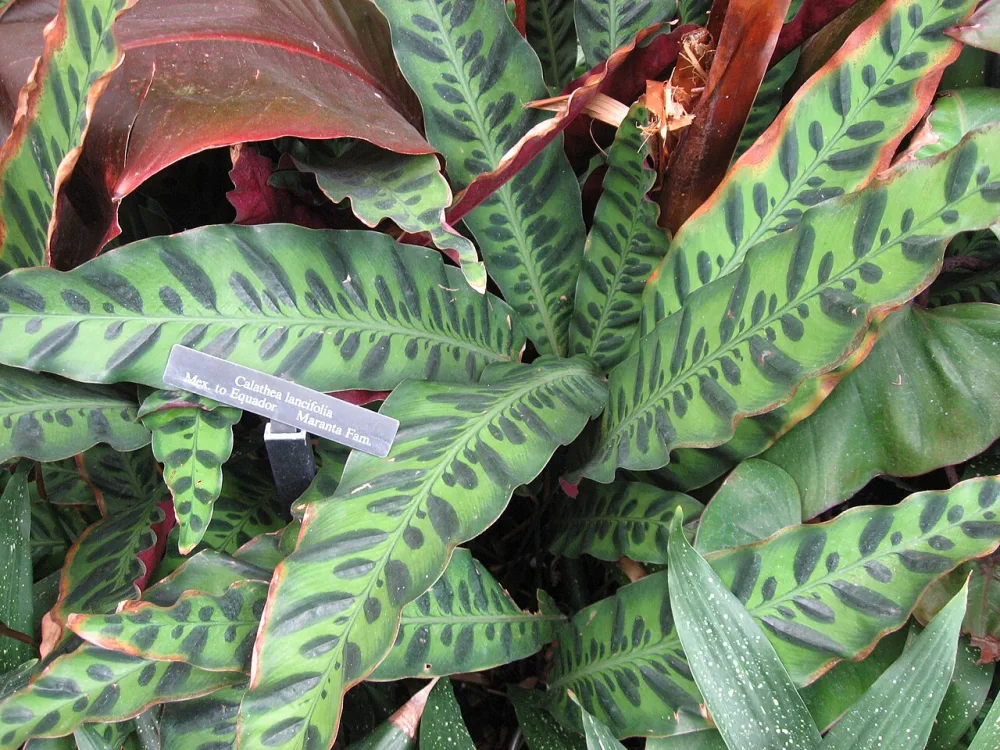 Rattlesnake Calathea
