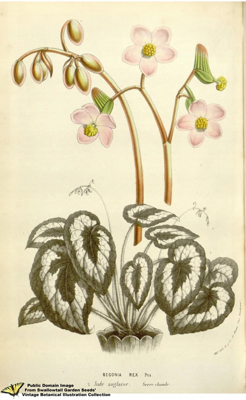 Rex Begonia