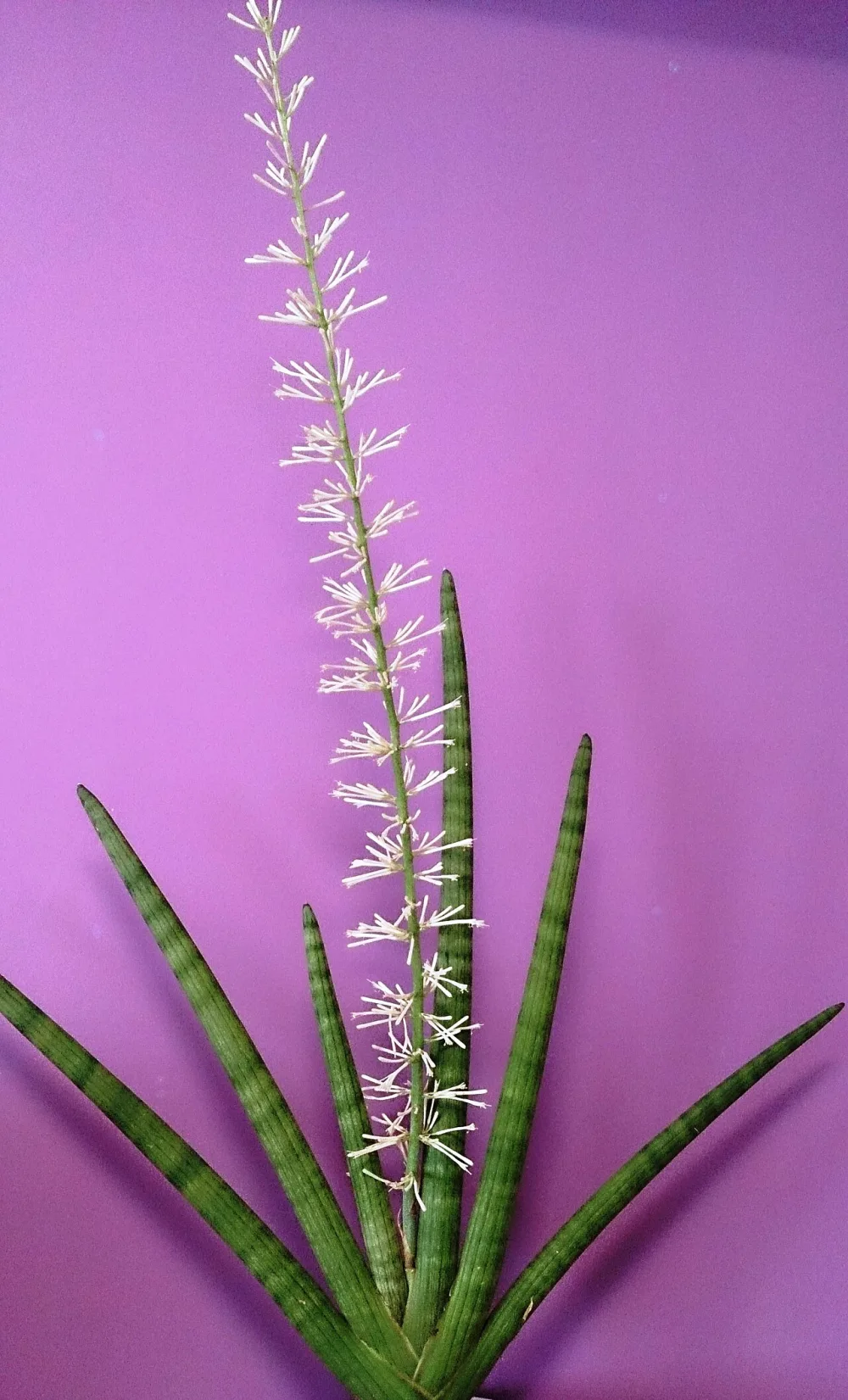 Sansevieria Cylindrica
