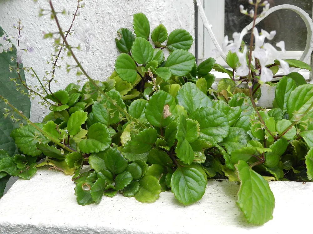Swedish Ivy