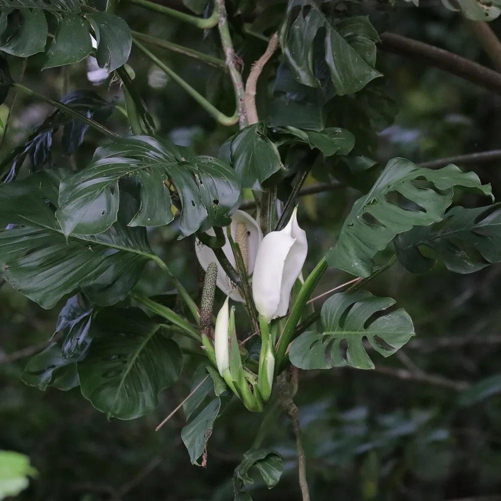 Swiss Cheese Vine