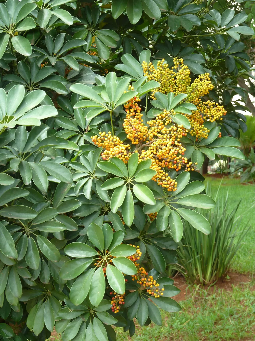 Umbrella Plant
