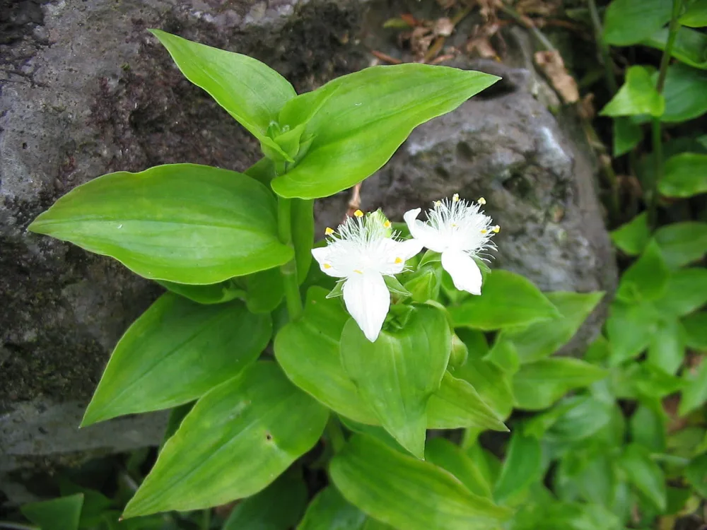 Wandering Jew