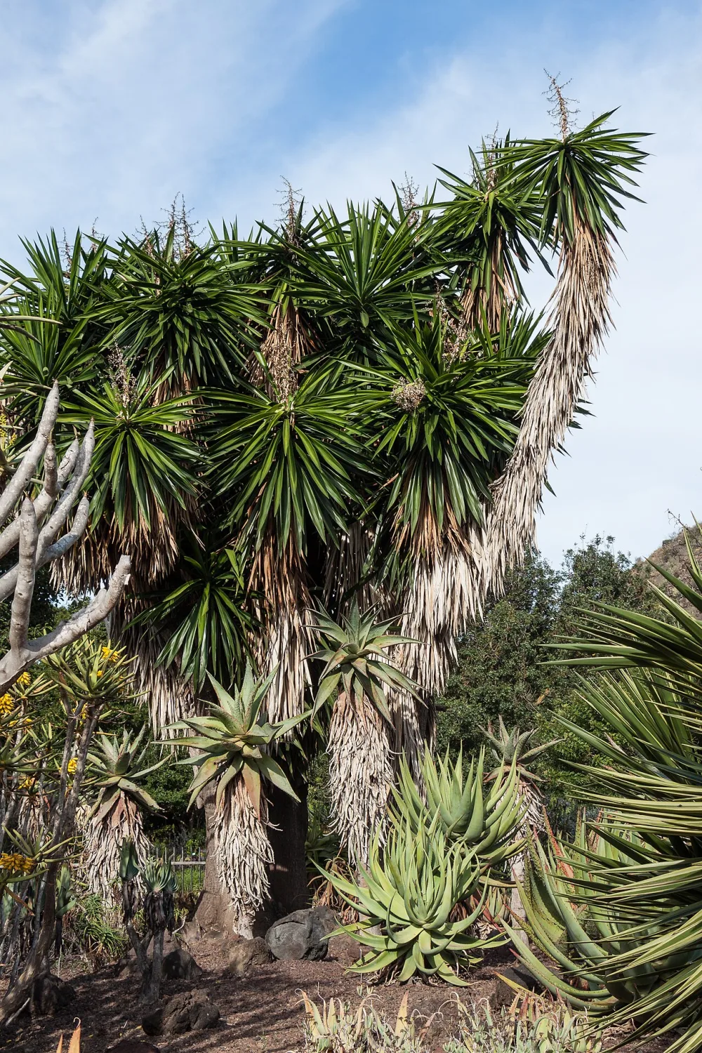 Yucca